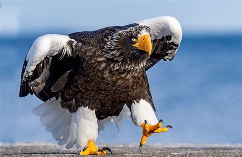 largest eagle in the world